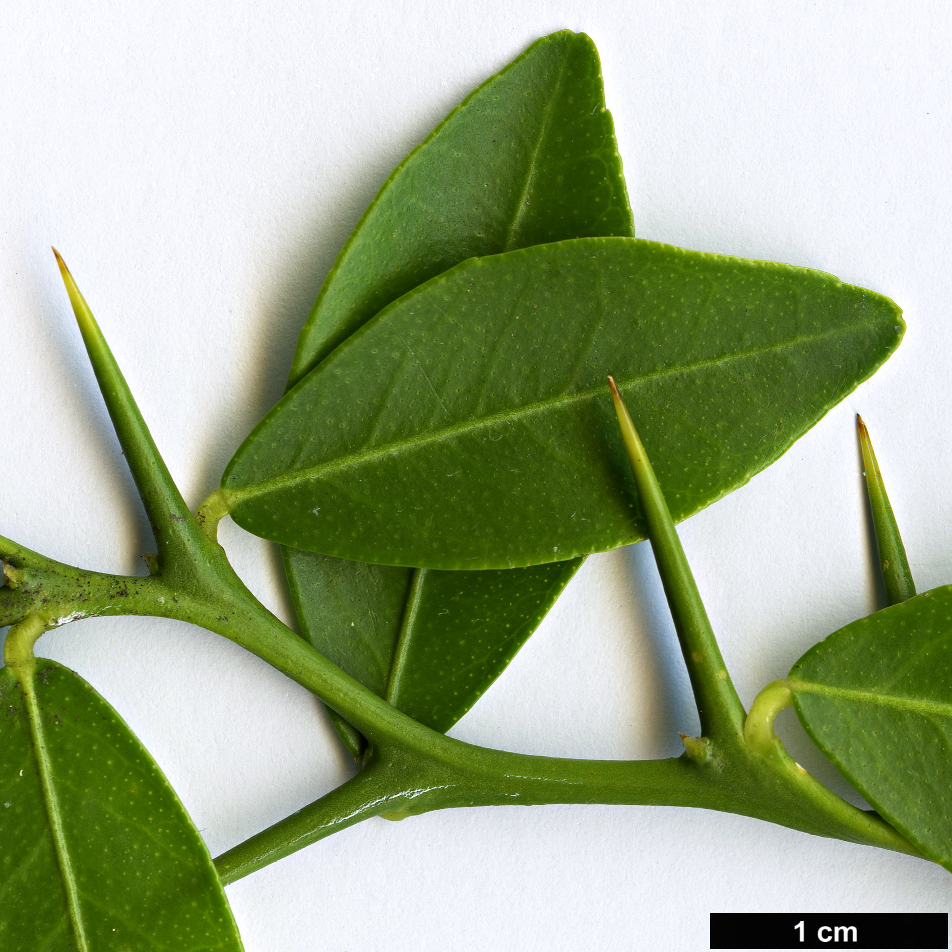 High resolution image: Family: Rutaceae - Genus: Citrus - Taxon: australasica